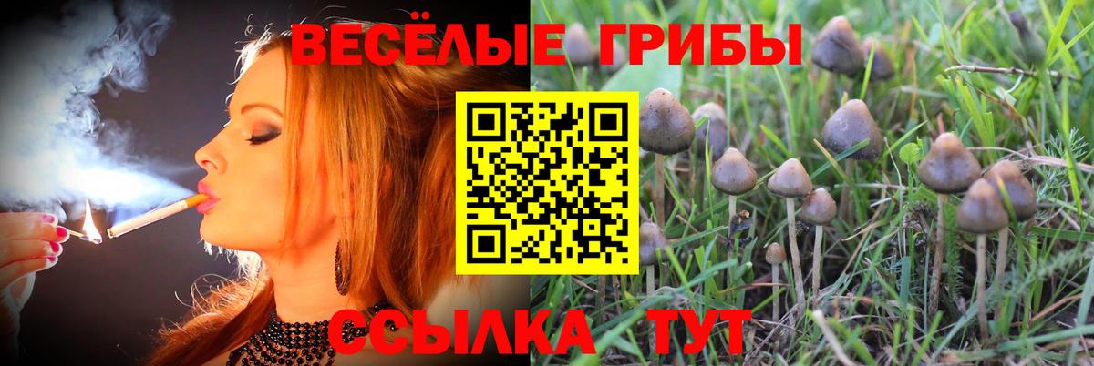 Псилоцибиновые грибы мицелий Оренбург